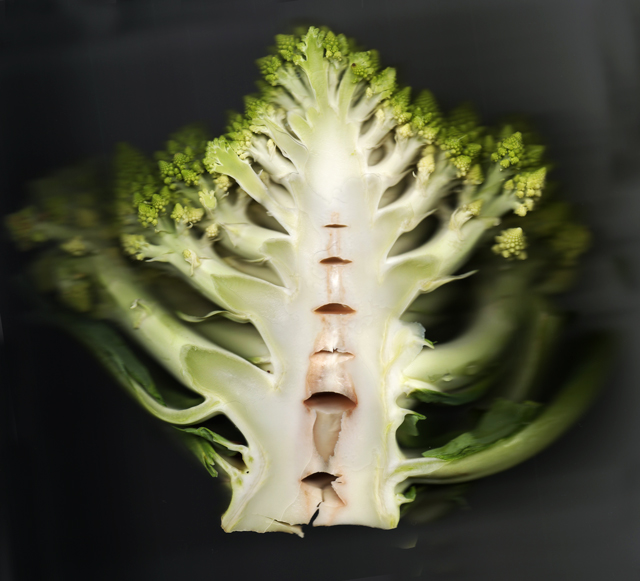 broccoli001.jpg